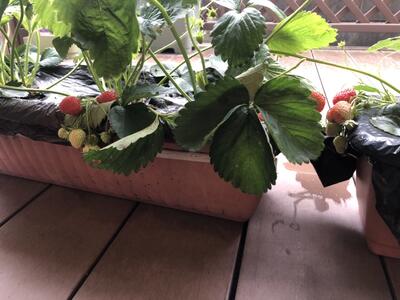 いちご　おいしいね🍓♡